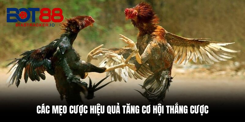 Đá Gà Cựa Dao - Top 5 Mẹo Giúp Cược Tăng Cơ Hội Ăn Tiền 3 Các mẹo cược hiệu quả tăng cơ hội thắng cược