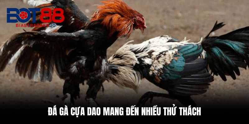 Đá Gà Cựa Dao - Top 5 Mẹo Giúp Cược Tăng Cơ Hội Ăn Tiền 2 Đá gà cựa dao mang đến nhiều thử thách cho người chơi