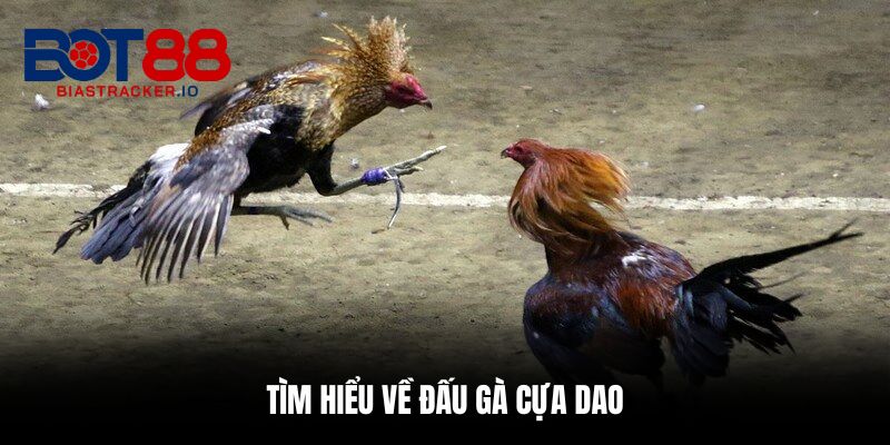 Đá Gà Cựa Dao - Top 5 Mẹo Giúp Cược Tăng Cơ Hội Ăn Tiền 1 Tìm hiểu về đấu gà cựa dao